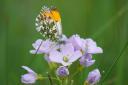 An orange tip butterfly enjoying a feed from a lady’s-smock by Fiona Currie
