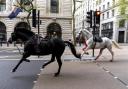 Two horses on the loose bolt through the streets of London near Aldwych. Image: Jordan Pettitt/PA
