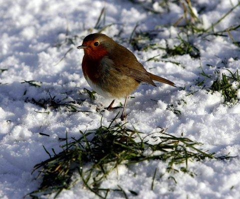 A robin searches for food at Redcar Tarn in Keighley.