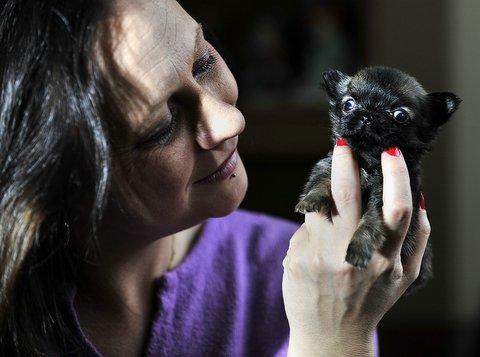 They may be small, but not all five-week-old Chihuahua puppies can fit into the palm of your hand. 
But one Bradford breeder of the tiny dogs is looking after the smallest puppy she has ever seen. 
