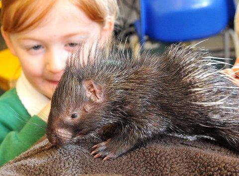 A day-old porcupine – yet to develop its quills – was among the animals that paid a visit to Ashlands Primary School. 
Polly Robinson and fellow pupils were thrilled to help feed the Indian crested porcupine. 