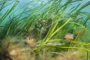 A seagrass meadow. PICTURE: Alex Mustard.