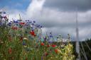 Wildflower verges in Bingley; picture by Deborah Clarke T&A CC