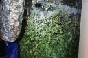 The cannabis farm in Heckmondwike with 'some of the biggest plants' police had ever seen
