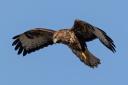 A buzzard has been shot and killed in the Bradford district