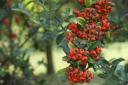 Firethorn is among the Metropolitan Police list of shrubs for deterring thieves