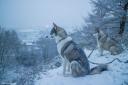 Huskies in the snow at Steeton. Picture by Sam Britton, Telegraph & Argus Camera Club