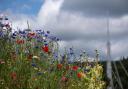Wildflower verges in Bingley; picture by Deborah Clarke T&A CC