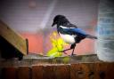 This magpie photographed by Caiomhin Stares isn't too keen on the rian