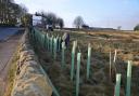 More than 150 trees were planted in Wilsden for the Queen's Green Canopy