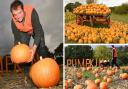 Ben Kemp at Horsforth Pick Your Own is ready for a busy October pumpkin-picking season
