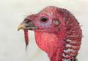 Could you give up turkey this Christmas? Pic: Pixabay