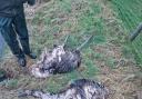 Two of the dead rhea. Image: North Yorkshire Police