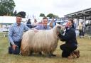 Matt Baker with Rebecca and Liam McPartland from Tadcaster with their Wensleydale ewe.