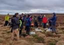 Volunteers plant moss on Ilkley Moor