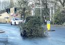 A car with a tree hanging out in Halifax