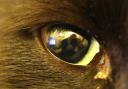 Cat's eye by Douglas Jarvis; T&A CC