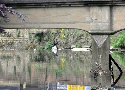Police officers and the underwater search team view a black bag in the River Aire at Shipley.