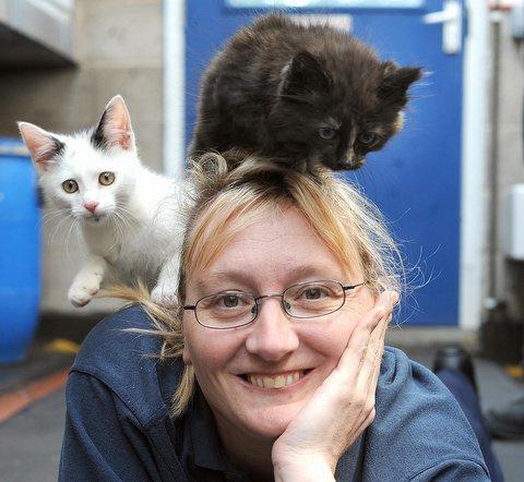 Staff at Bradford’s RSPCA centre are appealing for cat lovers to come forward to adopt a pet after being inundated with felines in need of a new home in recent weeks. 

