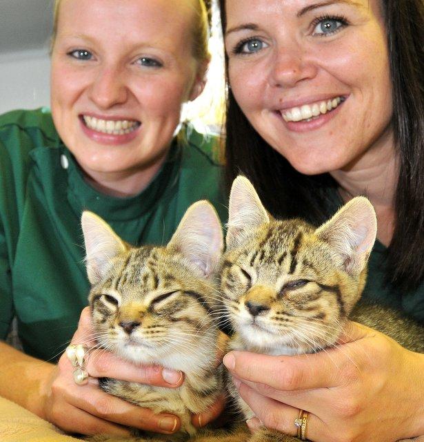 A cat rescue group is being stretched to breaking point as volunteers struggle to cope. 
The Wharfe Valley Branch of Cats Protection has found itself on the front line of cat rescue across much of the district in recent years. 