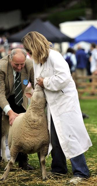 A judge takes a closer look at one of the sheep entered at the 2010 Bingley Show