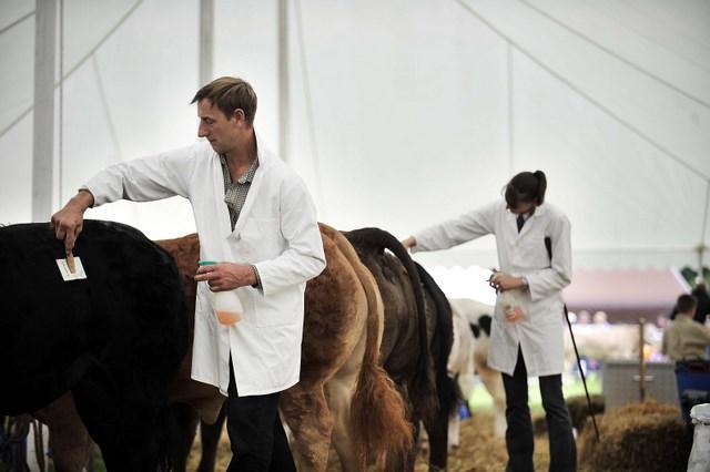 Farmer Trevor Storey prepares one of his cows for showing at the 2010 Bingley Show