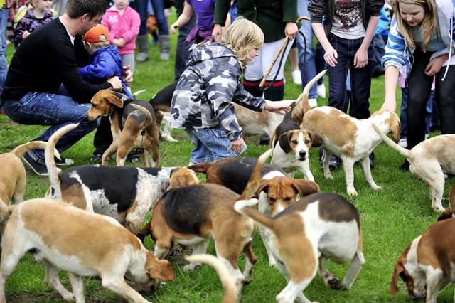 Children play with Beagle dogs in the main ring at Bingley Show 2010