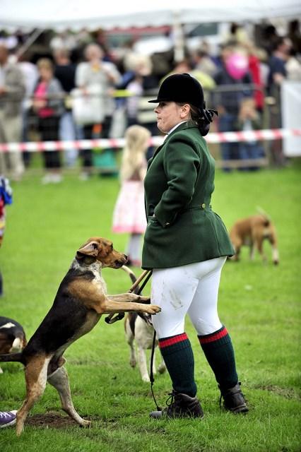 A beagle with its trainer at Bingley Show 2010