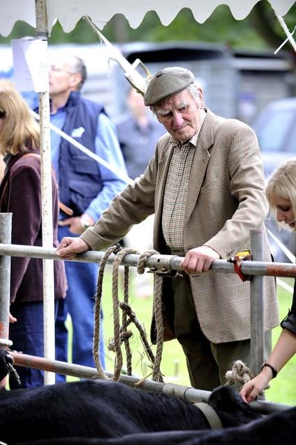 A visitor inspects the cows entered at the Bingley Show 2010
