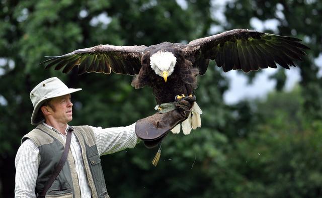 Falconer Kevin Ryan shows off one of his magnificent birds at a falconry display which also featured eagles and vultures at St Leonard’s farm park in Esholt.