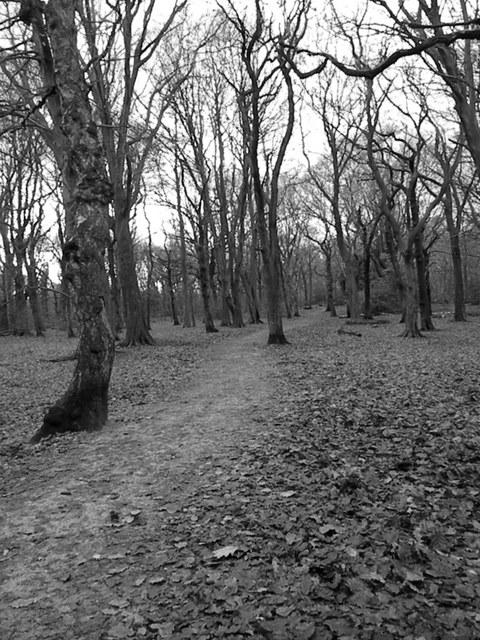 Woods in Saltaire, taken by Everton Tobias Hendy, of Limetree Square, Saltaire