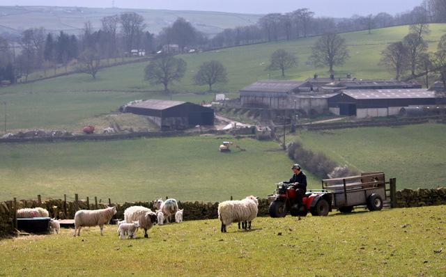 A farmer and his sheep at Cowling Hill, Keighley, taken by Debra Usher, of Dixon Close, Steeton