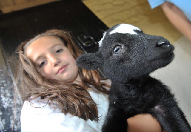 Eight-year-old Katlain Schofield found this new-born lamb too cute to resist at St Leonards Farm Park in Esholt. The latest as-yet-unnamed addition to the farm is just days old, having been conceived by a rare breed Jacob sheep and a Herdwick ram.