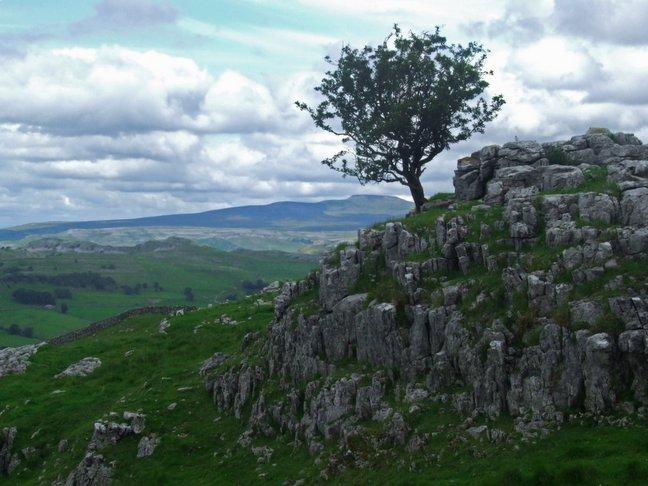 A lonely tree above Settle, taken by Tom Brook, of Wellington Crescent, Shipley.