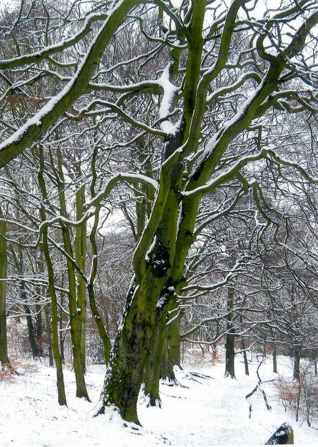 A view of Buck Woods, Judy Woods, taken by Marie Bell, of Campbell Street, Queensbury.