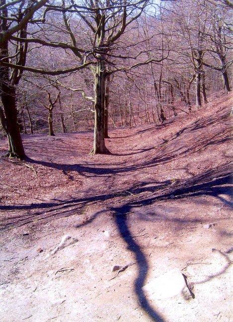 A view of Buck Woods, Judy Woods, taken by Marie Bell, of Campbell Street, Queensbury.
