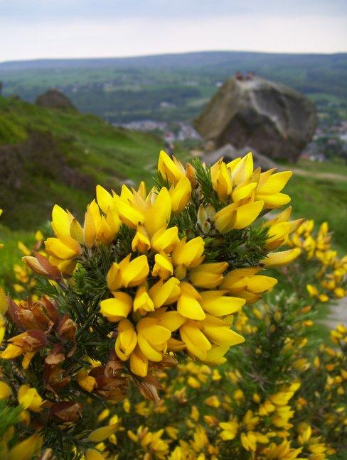 Flowers at the Cow and Calf Rocks, Ilkley, taken by Catherine Adams, of Springfield Grove, Bingley.