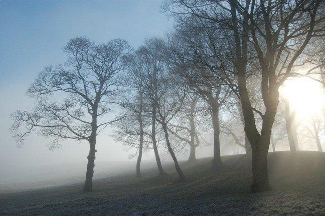 Northcliffe Woods in Shipley, taken by Jacquie Duffield, of Elmgrove Road, Gorleston.
