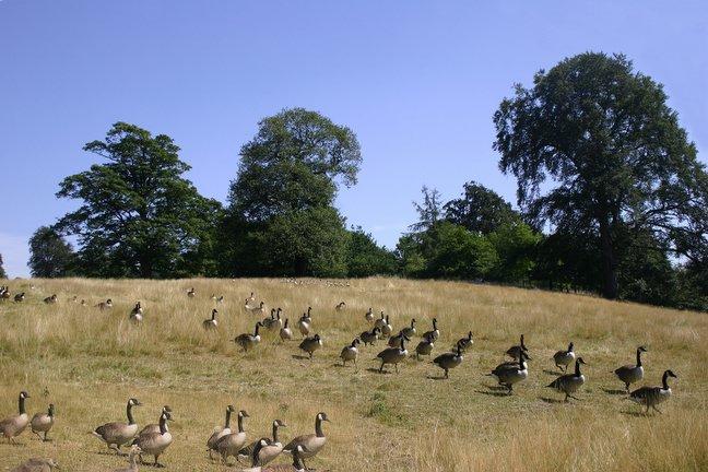 Geese heading for the river at the Yorkshire Sculpture Park, taken by Janet Cook, of Kirklands Gardens, Baildon.