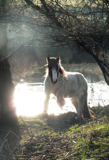 A horse in the River Aire at Baildon, taken by Janet Cook, of Kirklands Gardens, Baildon.