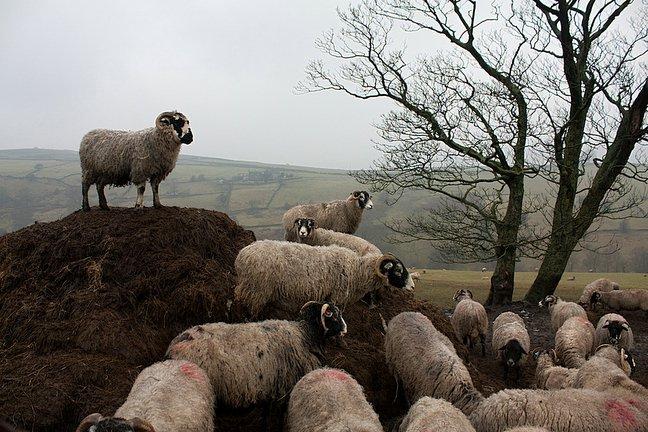 Sheep on the Bronte Way, 
Haworth, taken by Tom Marshall, of Ash Grove, Bradford.

