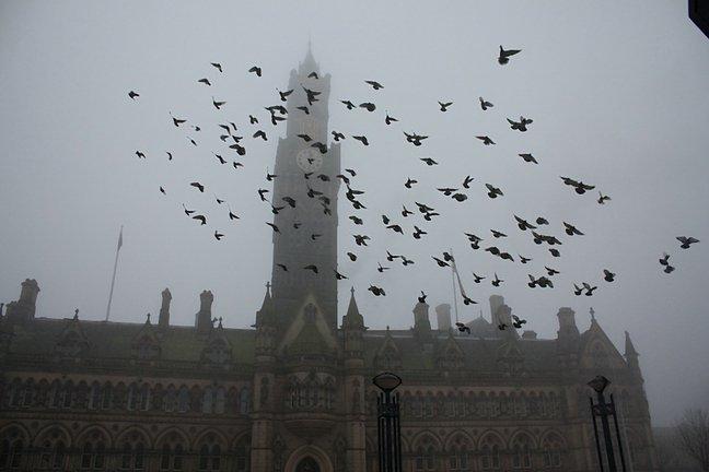 Pigeons in Centenary Square, taken by Tom Marshall, of Ash Grove, Bradford.
