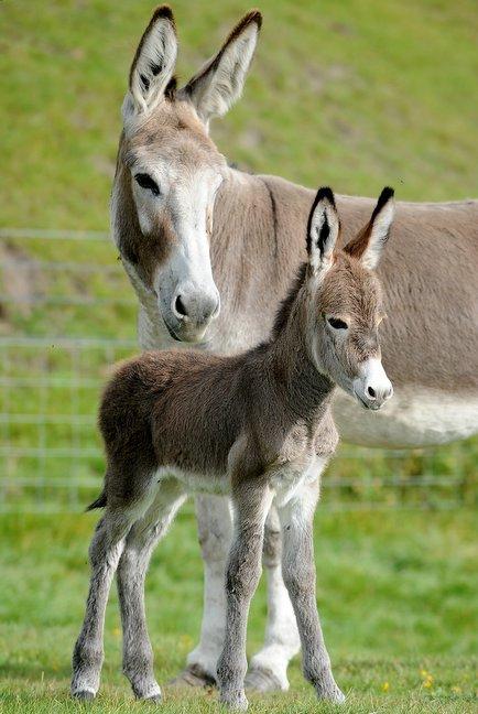 This tiny donkey is the latest addition at Blue Hills Farm in Birkenshaw. 
The female foal, named Lucky, was born to the farm’s resident donkeys Jack and Jill. 
She is first donkey to be born at Blue Hills since it opened 43 years ago.