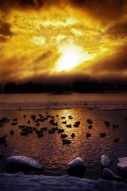 Ducks on Yeadon Tarn in winter, by Kevin Nutter, of Yeadon