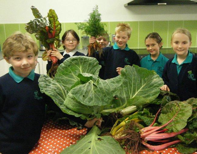 Schoolchildren in a village of large hills have grown vegetables to match. 
Giant cabbages, cauliflowers and rhubarb have been harvested at Shibden Head Primary School in Queensbury. 

