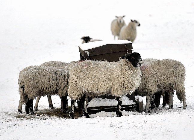 Sheep feed after an early November snowfall on Heights Lane, near Eldwick.