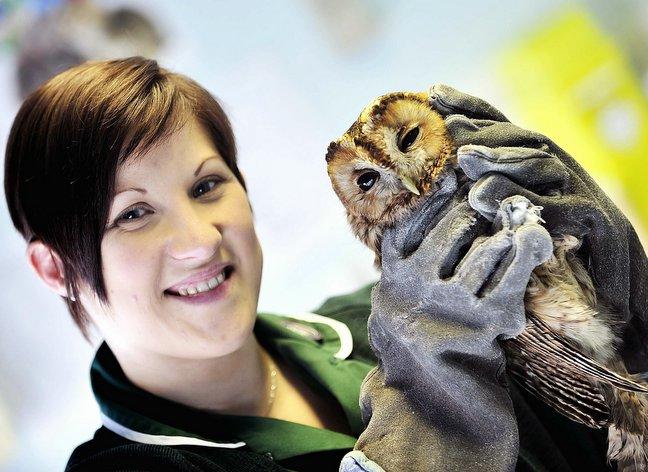 He doesn’t appear to give a hoot! 
Oliver the owl has amazed vets by surviving a 140-mile motorway journey clinging to the front of a lorry that had hit him. 

