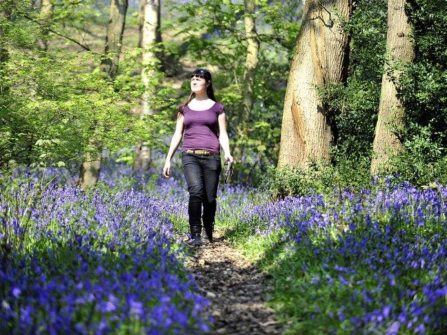 Early warm and sunny weather during April has produced the display of bluebells at Middleton Woods. 
The woods are well known for their annual carpets of bluebells, spreading across the ancient woodland just north of the River Wharfe in the town. 