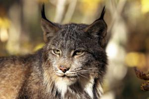 A lynx, which a woman says she spotted in Shipley