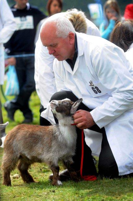 Robert Kinsey shows his Pygmy goat.